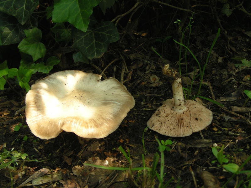 Escursione al parco dei cedri